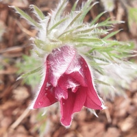 Pulsatilla vulgaris 'Rubra'